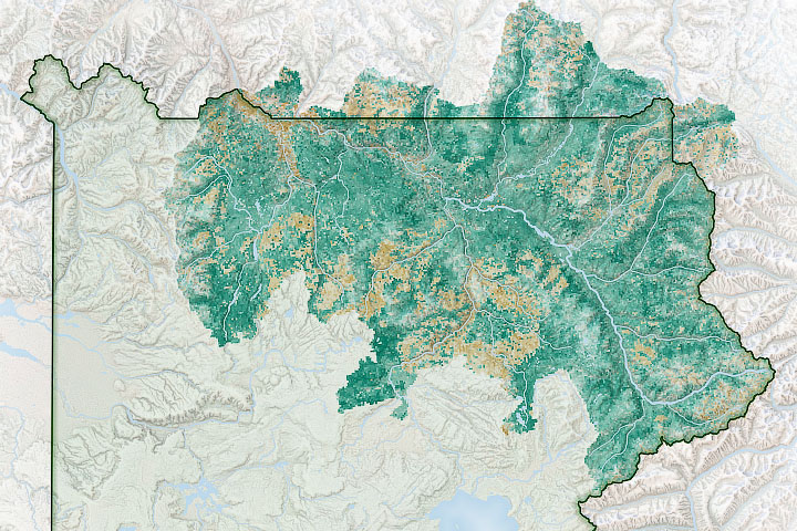 Satellite Observations Aid Bison Management