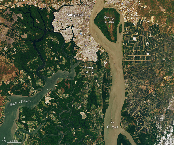 Shrimp Farms of the Guayas Estuary - related image preview
