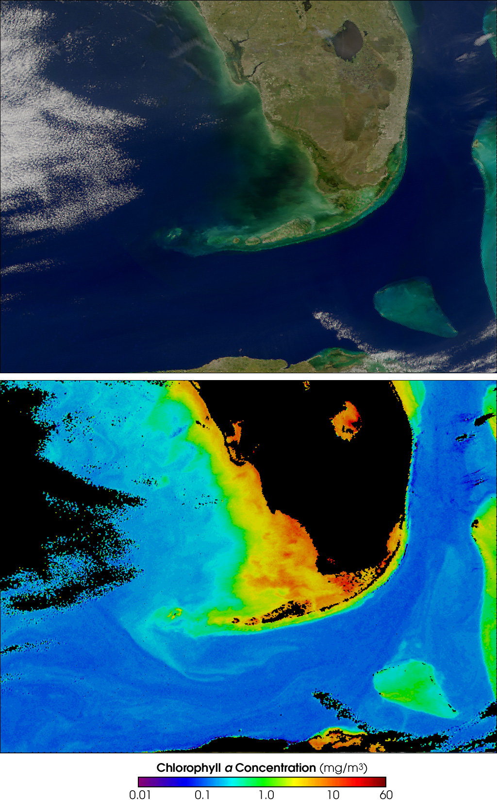 Cause and Effect of Florida Black Water - related image preview
